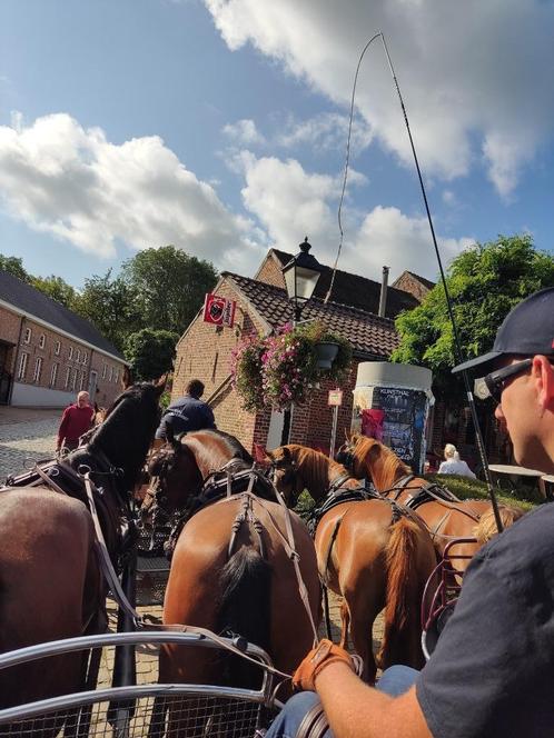 Enkel- en dubbelspan D-pony's te koop, Dieren en Toebehoren, Pony's, Meerdere dieren, B, D pony (1.37m tot 1.48m), Tuigpony, 3 tot 6 jaar