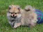 Pomchi pup, België, Reu, CDV (hondenziekte), 8 tot 15 weken