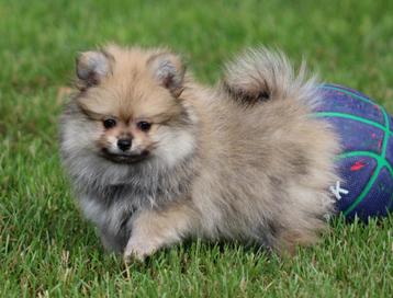 Pomchi pup beschikbaar voor biedingen