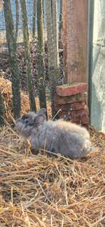 Dwergkonijnen, Mâle, Taille moyenne, 0 à 2 ans