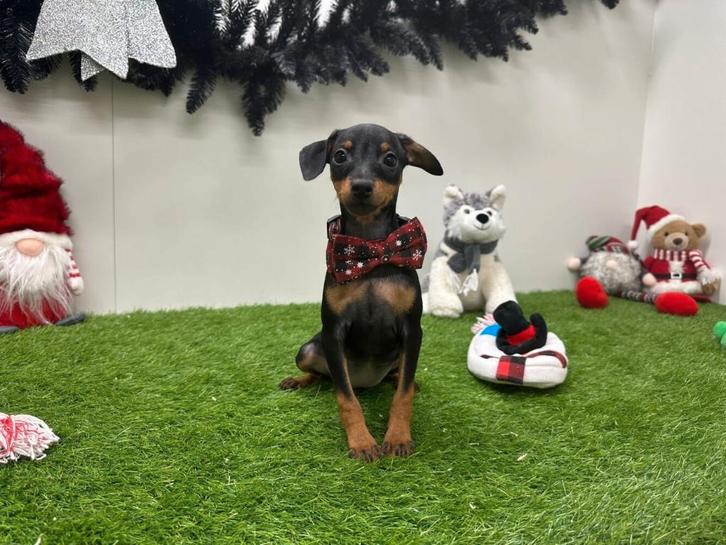 Dwergpinscher pups, Dieren en Toebehoren, Honden | Bulldogs, Pinschers en Molossers, Teef, Overige rassen, Fokker | Professioneel
