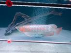 Arowana super red 55 cm, Dieren en Toebehoren, Vissen | Aquariumvissen