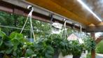 Hangbloempotten, Ophalen, Kunststof, Gebruikt, Tuin
