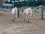 Fjord stamboek merrieveulens, Dieren en Toebehoren, Merrie, Onbeleerd, 0 tot 2 jaar
