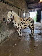 2 prachtige appaloosa ponys, B, Poney de récréation, Plusieurs animaux, Poney A (jusqu'à 1.17 m)