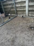 Kuikens te koop, Dieren en Toebehoren, Pluimvee, Geslacht onbekend, Kip