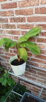 Musja basjoo, Ophalen, Volle zon, Vaste plant, Zomer