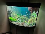 Juwel Trigon 190 liter, Dieren en Toebehoren, Ophalen, Gebruikt, Leeg aquarium