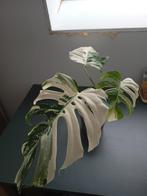Monstera deliciosa variegata, Huis en Inrichting, Kamerplanten, Ophalen
