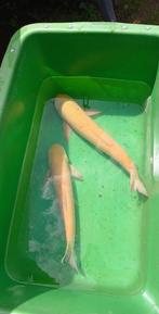 2 albino graskarpers, Dieren en Toebehoren, Vissen | Vijvervissen, Karper of Koi