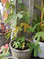 Vijgenbomen groot en klein, Tuin en Terras, Planten | Tuinplanten, Ophalen