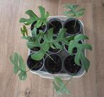 Rhaphidophora tetrasperma of mini monstera (mini gatenplant), Huis en Inrichting, Kamerplanten, Ophalen