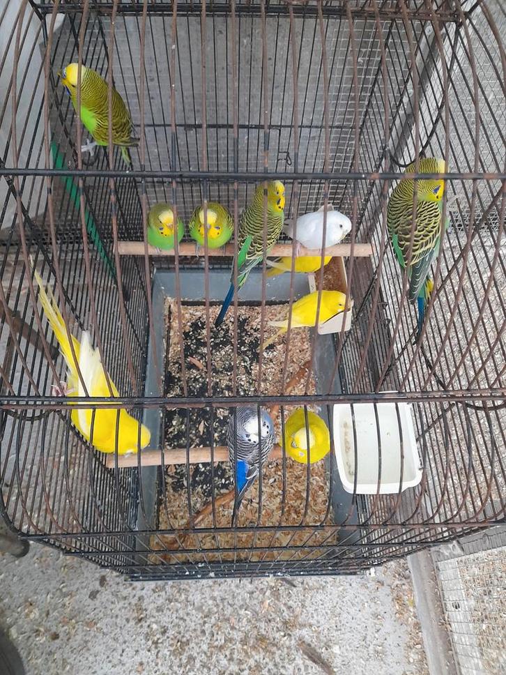 Grasparkieten 16 stuks van 2025, Dieren en Toebehoren, Vogels | Overige Vogels, Meerdere dieren