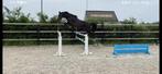 Springpaard merrie, Merrie, Met stamboom, Springpaard, 3 tot 6 jaar