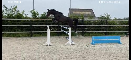 Springpaard merrie, Dieren en Toebehoren, Paarden, Merrie, Onbeleerd, 165 tot 170 cm, 3 tot 6 jaar, Springpaard, Met stamboom