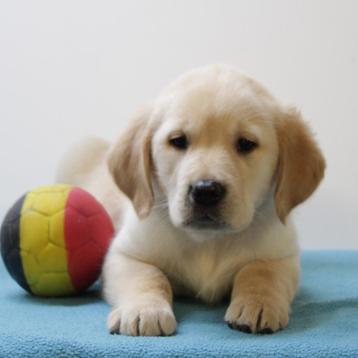 Retriever - Belgische pups te koop beschikbaar voor biedingen