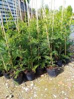 conifère/sapin; cupressocyparis leylandii ( haie vertes), Jardin & Terrasse, Plantes | Arbustes & Haies, 100 à 250 cm, Enlèvement