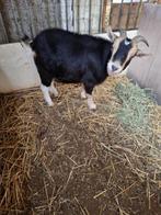 Gecastreerde handtamme bok, Dieren en Toebehoren, Schapen, Geiten en Varkens, Geit, 3 tot 5 jaar