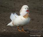 Witte mandarijneenden, Dieren en Toebehoren, Pluimvee