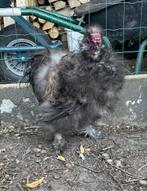 Haan, Dieren en Toebehoren, Mannelijk, Kip