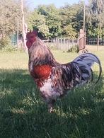 Haan en Dwerg kipjes, Dieren en Toebehoren, Pluimvee