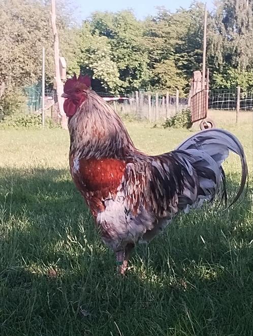 Haan en Dwerg kipjes, Dieren en Toebehoren, Pluimvee