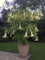 Engelentrompet/ brugmansia/ datura GEEL, Jardin & Terrasse, Plantes | Jardin, Enlèvement