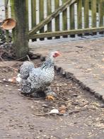 Cochin krielen, Dieren en Toebehoren, Pluimvee