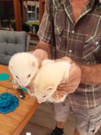 Albino fretjes, Mei, Meerdere dieren