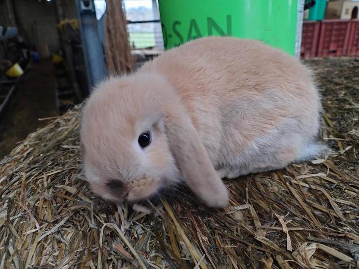 Dwerghangoor konijntje, mannelijk, Dieren en Toebehoren, Konijnen, Mannelijk, 0 tot 2 jaar, Hangoor