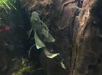 GEZOCHT green dragon lonfin, Dieren en Toebehoren, Vissen | Aquariumvissen