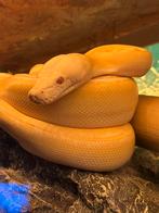 Retic