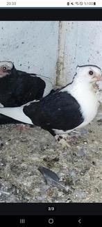 Oosterse meeuw duuvin 10 euro