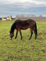 2 jarige Springmerrie, Animaux & Accessoires, Chevaux