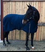 Fok/ wandel merrie aangeboden, Animaux & Accessoires, Chevaux, Jument, Cheval de récréation, Vermifugé, 11 ans ou plus