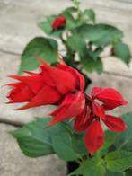 Salvia Gogo Scarlet, Jardin & Terrasse, Plantes | Jardin, Plein soleil, Enlèvement, Couvre-sol, Été