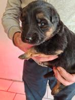 Duitse herders pups, België, Particulier, 8 tot 15 weken, Parvo