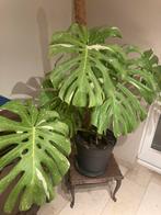 Monstera Thai constellation, Huis en Inrichting, Ophalen