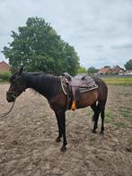 Franse draver merrie, Dieren en Toebehoren, Paarden, Merrie