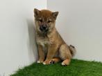 Shiba Inu pups, België, Overige rassen, 8 tot 15 weken, CDV (hondenziekte)