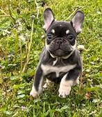 Franse Bulldog pups met stamboom, Dieren en Toebehoren, CDV (hondenziekte), Meerdere, Bulldog, 8 tot 15 weken