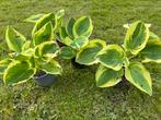 Hosta planten in pot, Jardin & Terrasse, Plantes | Jardin, Enlèvement ou Envoi