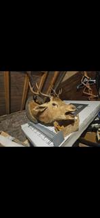 Tete de cerf, Enlèvement, Utilisé, Cerf, Autres types