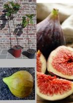 vijgplant 30€ vaste prijs, Ophalen