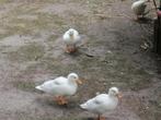 Holandse kwakers  laatste koppel, Dieren en Toebehoren, Eend