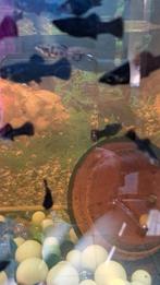 Black Molly's, Poisson d'eau douce, Banc de poissons