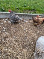 Cochin haantjes, Dieren en Toebehoren, Pluimvee