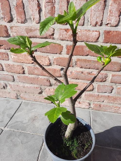 Tijgervijg, Tuin en Terras, Planten | Tuinplanten, Vaste plant, Overige soorten, Volle zon, Bloeit niet, Ophalen
