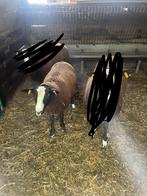 zwartbles ooi, Dieren en Toebehoren, Schapen, Geiten en Varkens, Vrouwelijk, Schaap, 0 tot 2 jaar