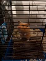 Hamster + kooien  te koop, Dieren en Toebehoren, Ophalen, Zo goed als nieuw, Hamster